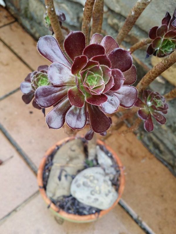 Una foto de Aeonium arboreum cv. artropurpureum