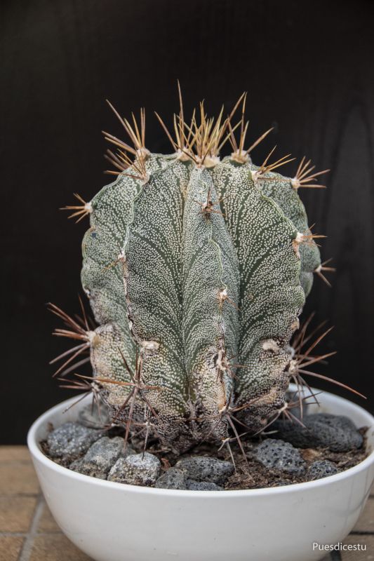 Una foto de Astrophytum ornatum