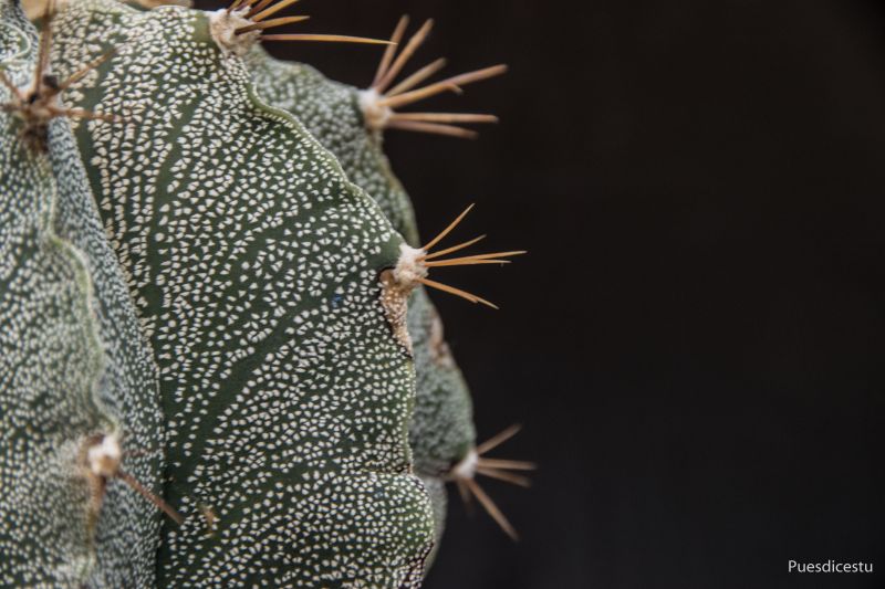 Una foto de Astrophytum ornatum