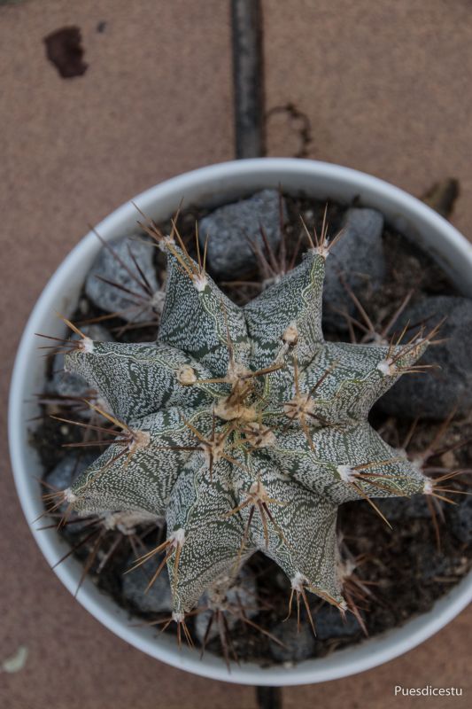 Una foto de Astrophytum ornatum