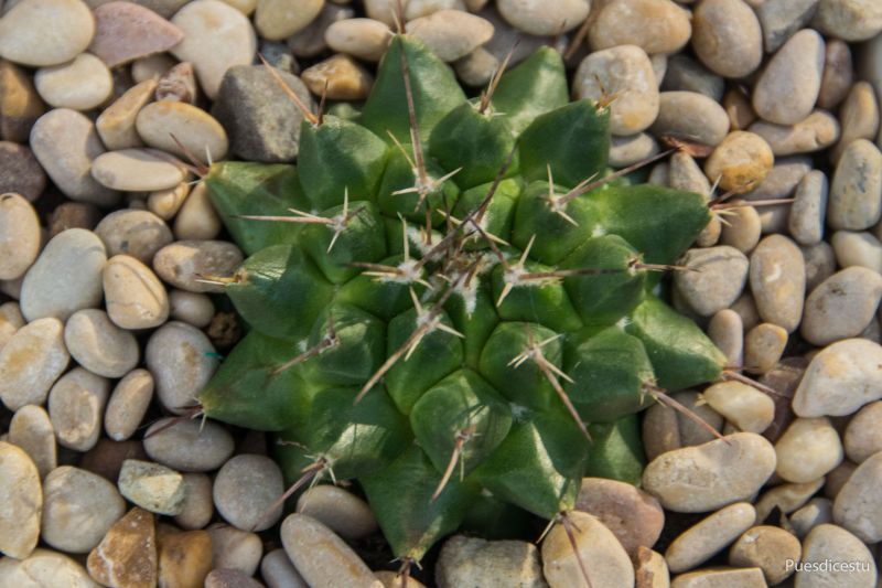 Una foto de Mammillaria compressa ssp centralifera