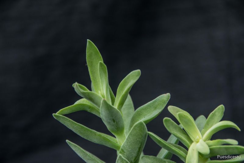 Una foto de Crassula pubescens subsp. rattrayi