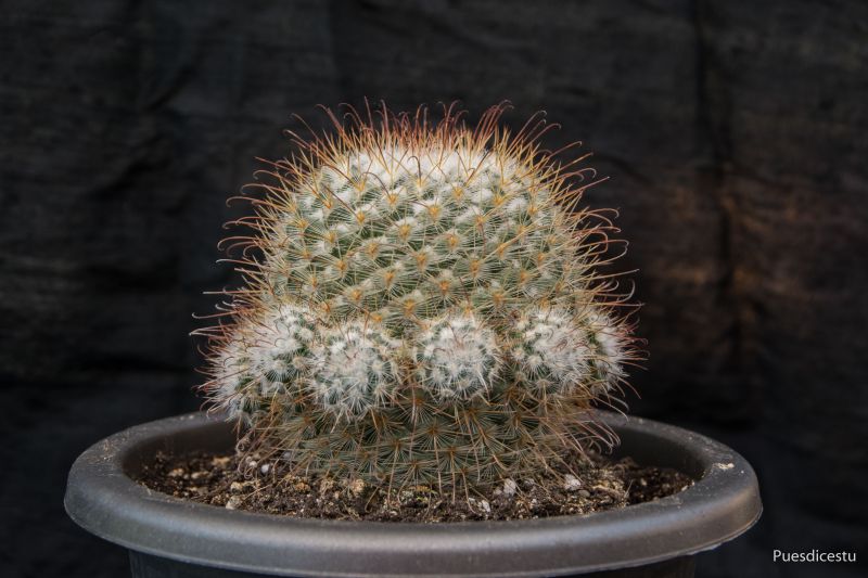 Una foto de Mammillaria bombycina