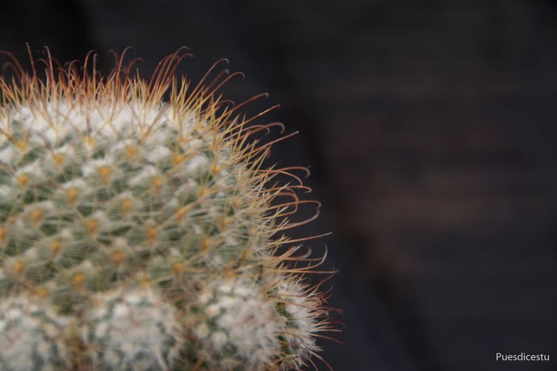 Una foto de Mammillaria bombycina