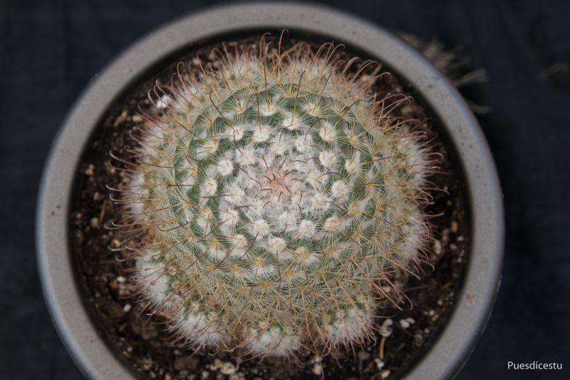 Una foto de Mammillaria bombycina