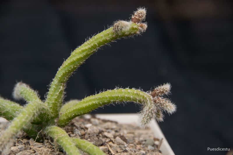 A photo of Rhipsalis baccifera ssp. horrida