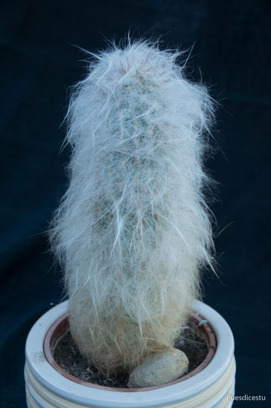 A photo of Oreocereus trollii