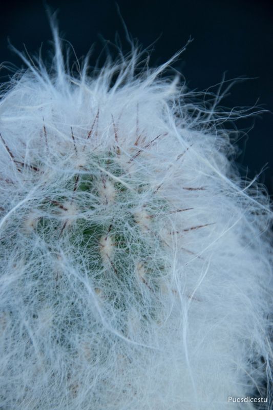 A photo of Oreocereus trollii