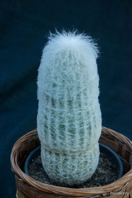 Una foto de Espostoa lanata