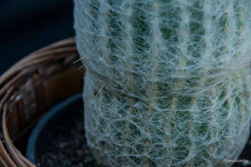 Una foto de Espostoa lanata