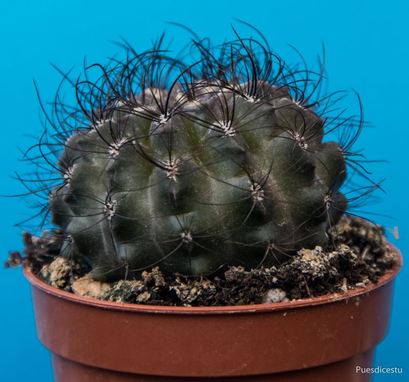 Una foto de Eriosyce crispa