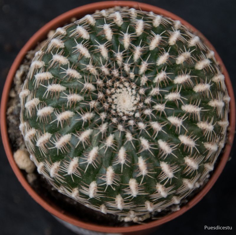A photo of Sulcorebutia arenacea