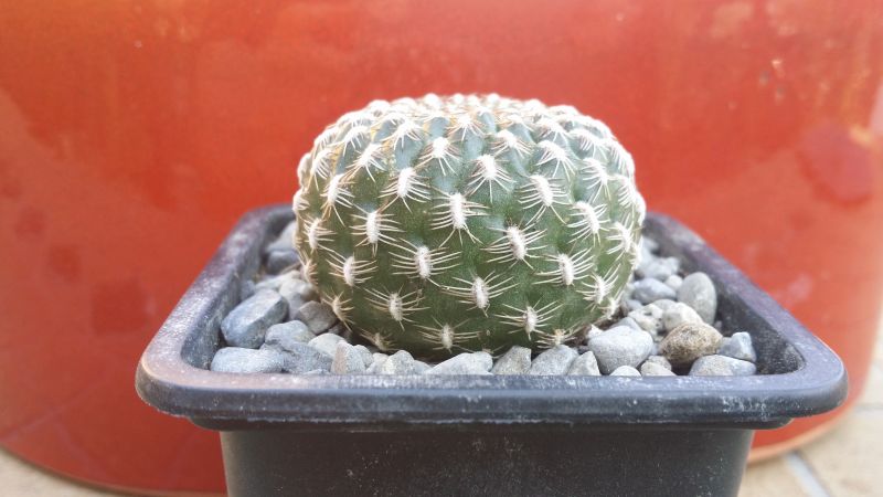 A photo of Sulcorebutia arenacea