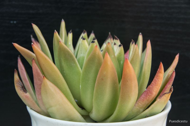 A photo of Echeveria agavoides 