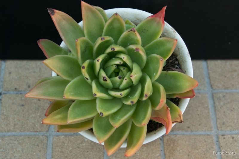 A photo of Echeveria agavoides 