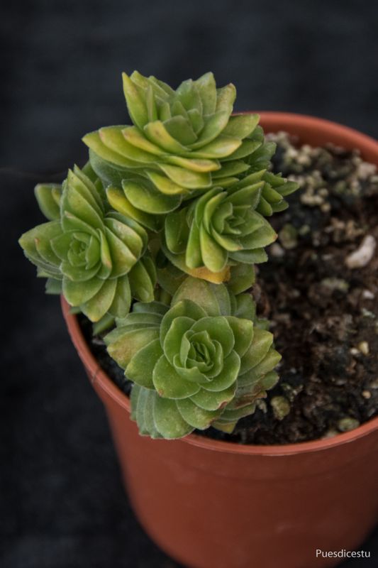 Una foto de Crassula cv. estagnol