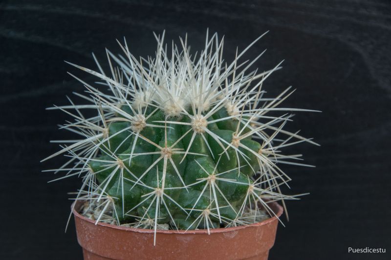 Una foto de Echinocactus grusonii