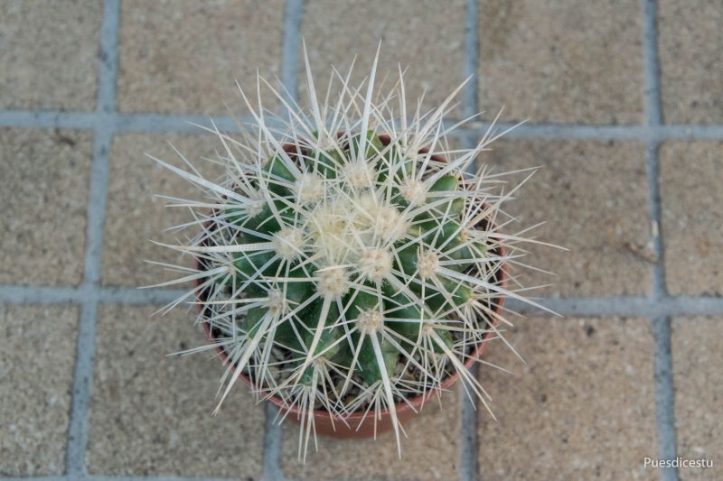 Una foto de Echinocactus grusonii