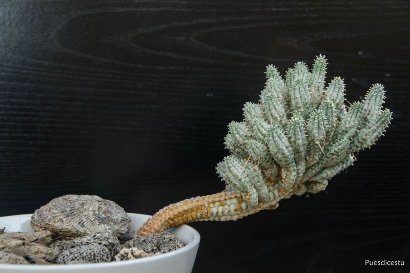 Una foto de Euphorbia mammillaris fma. variegada