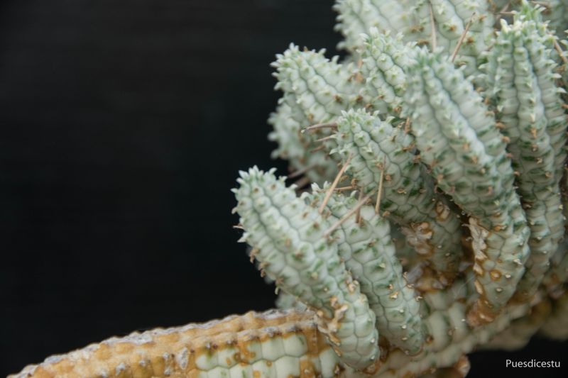 Una foto de Euphorbia mammillaris fma. variegada