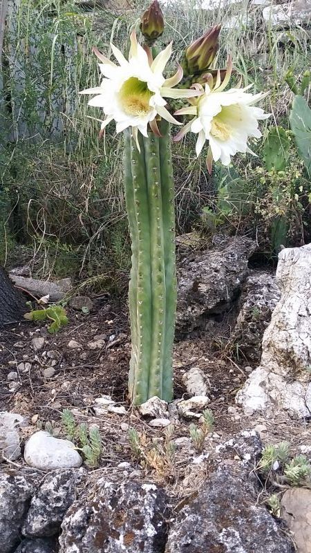 A photo of Echinopsis pachanoi