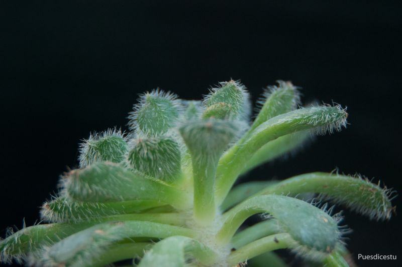 A photo of Echeveria setosa var. ciliata