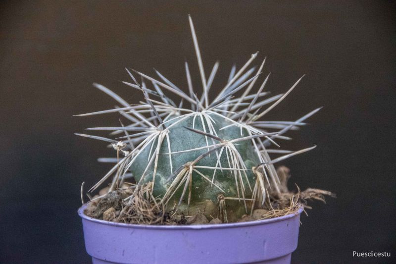 Una foto de Tephrocactus alexanderi