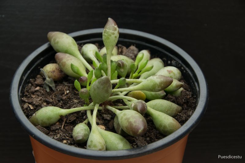 A photo of Adromischus cristatus Indian Clubs