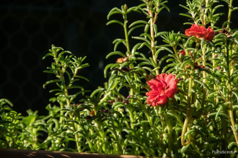 A photo of Portulaca grandiflora