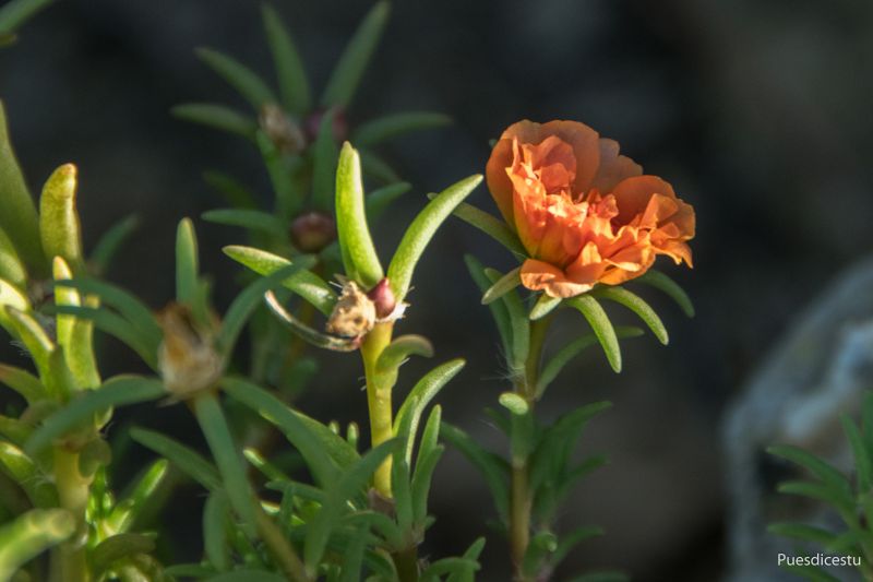 A photo of Portulaca grandiflora