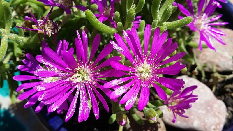 A photo of Drosanthemum floribundum