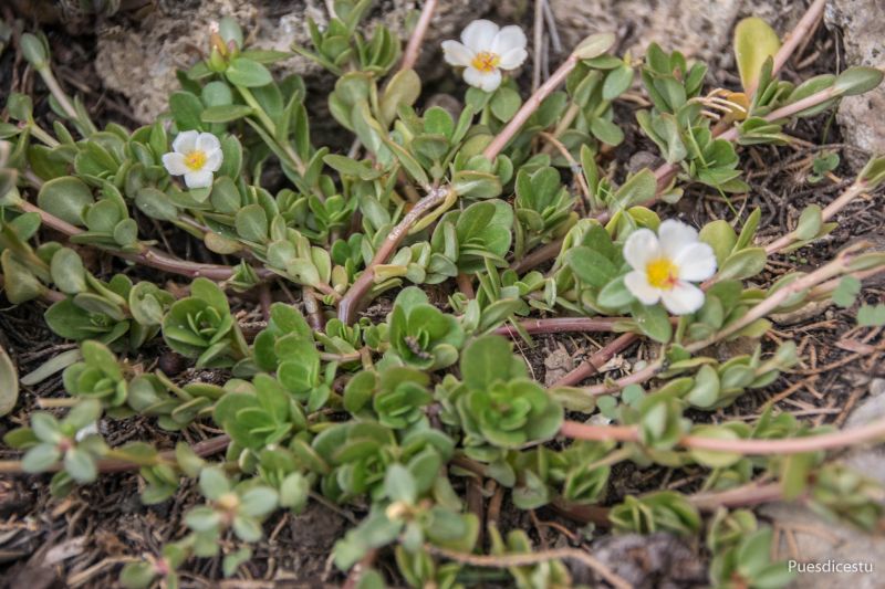 Una foto de Portulaca umbraticola