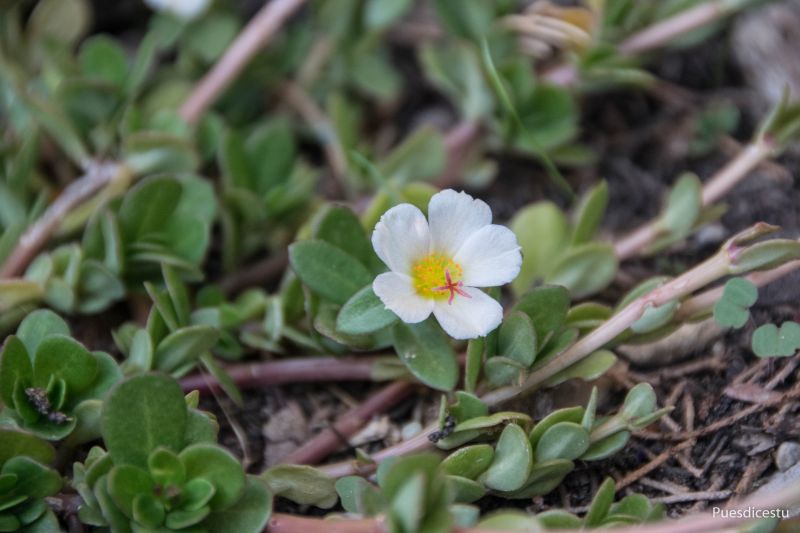 Una foto de Portulaca umbraticola