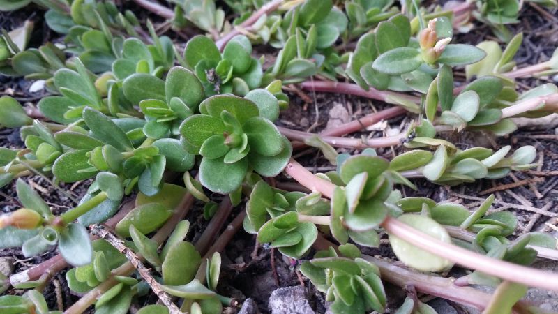 Una foto de Portulaca umbraticola