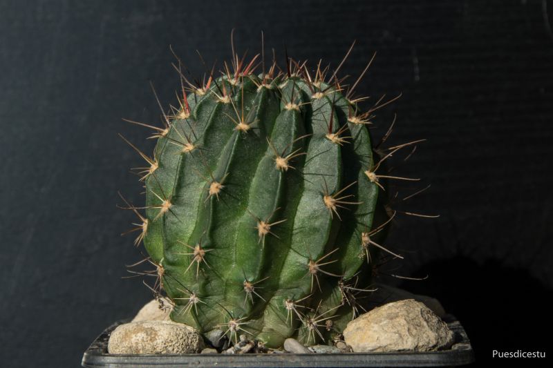 Una foto de Echinopsis marsoneri
