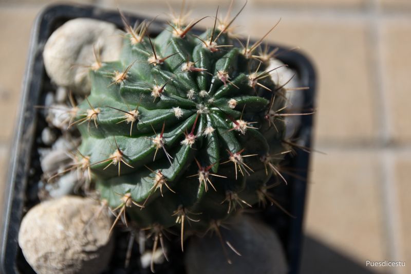 Una foto de Echinopsis marsoneri