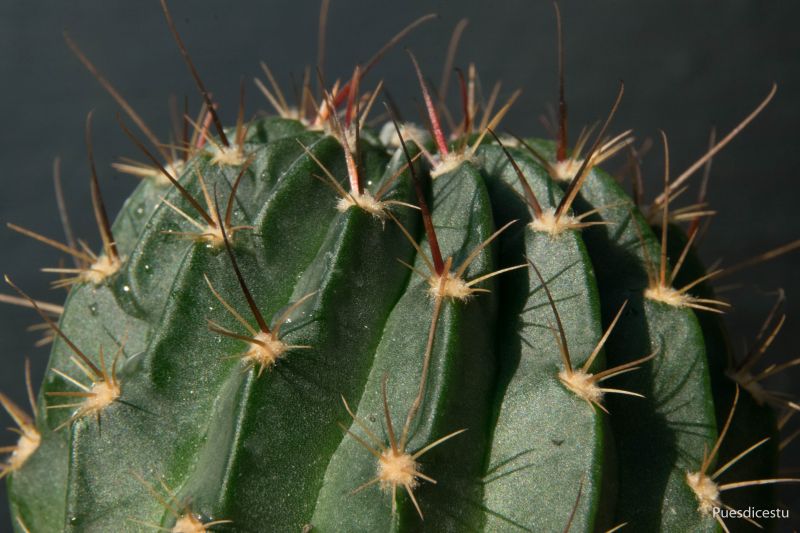 Una foto de Echinopsis marsoneri