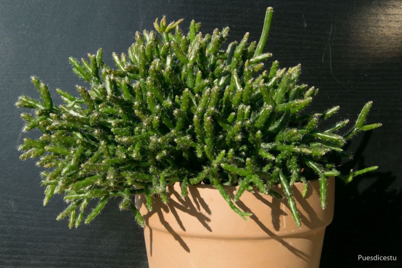A photo of Rhipsalis cereuscula
