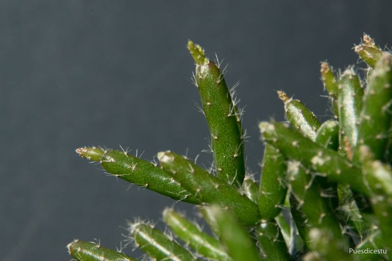 A photo of Rhipsalis cereuscula
