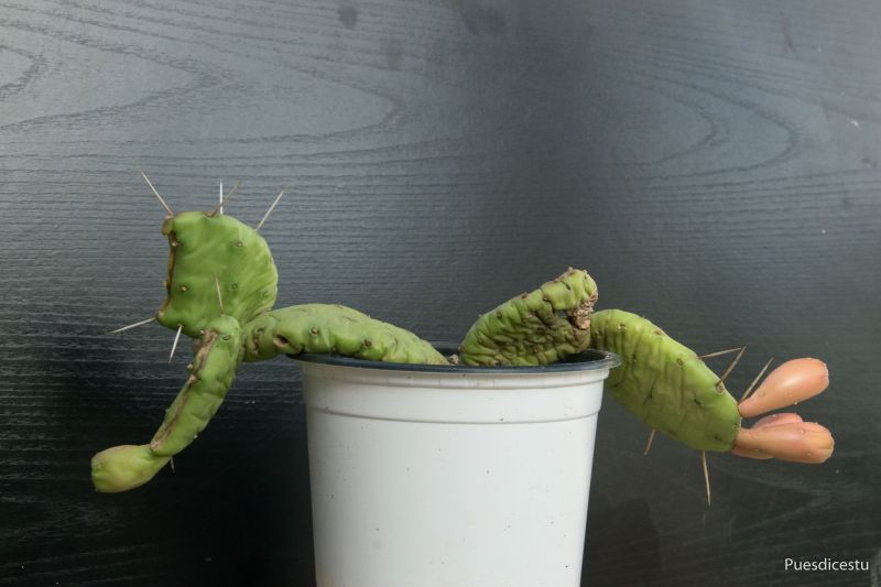 A photo of Opuntia humifusa var. humifusa