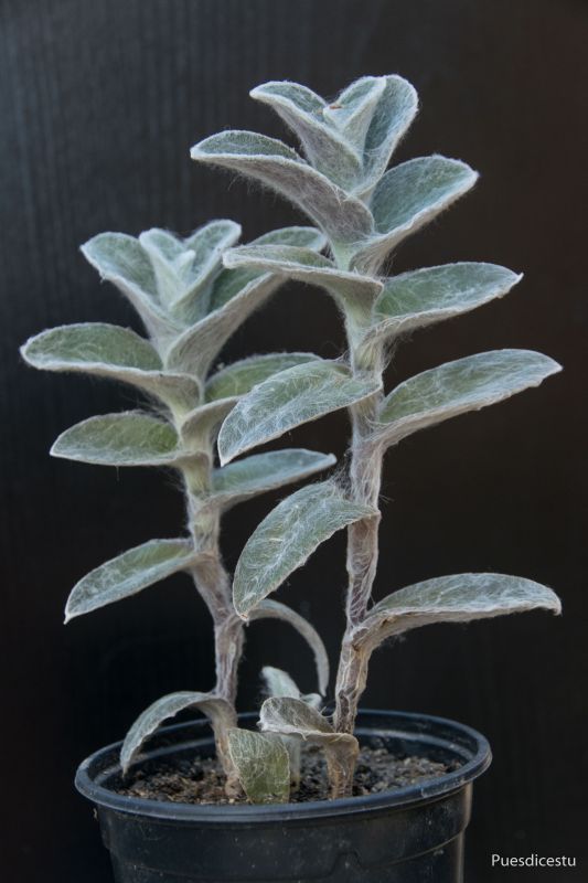 Una foto de Tradescantia sillamontana