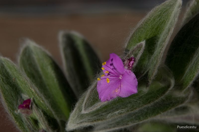 Una foto de Tradescantia sillamontana