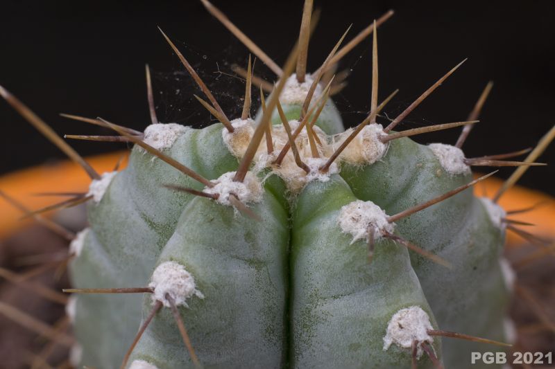 A photo of Cereus forbesii f. spiraliforme