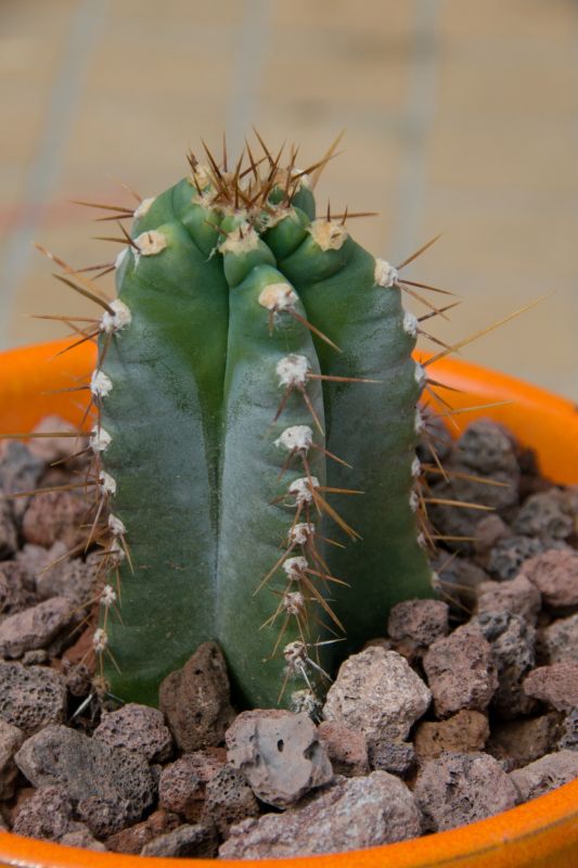 A photo of Cereus forbesii f. spiraliforme