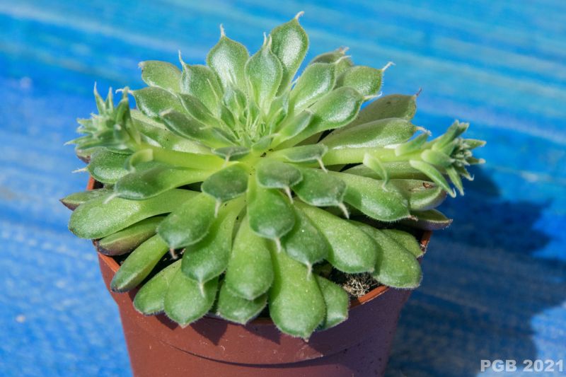 Una foto de Graptoveria Iona