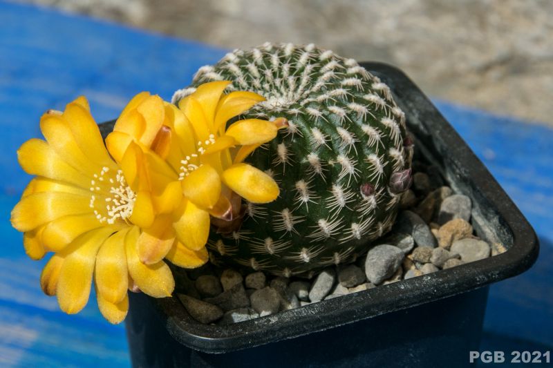 A photo of Sulcorebutia arenacea