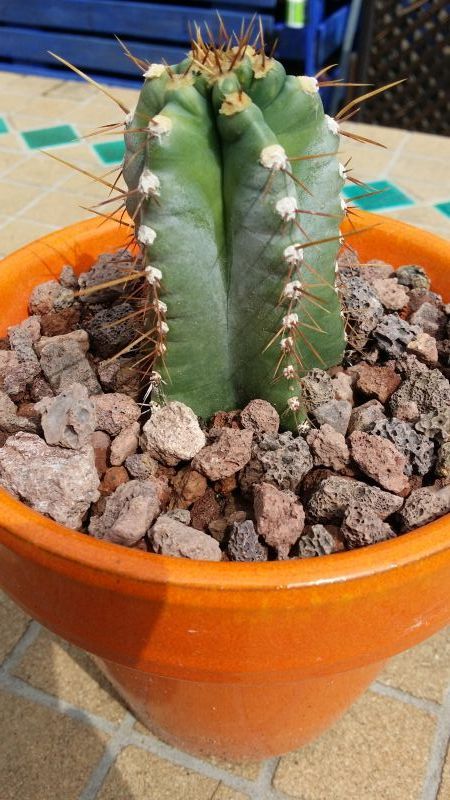 A photo of Cereus forbesii f. spiraliforme