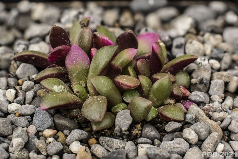 A photo of Anacampseros telephiastrum fma. variegada