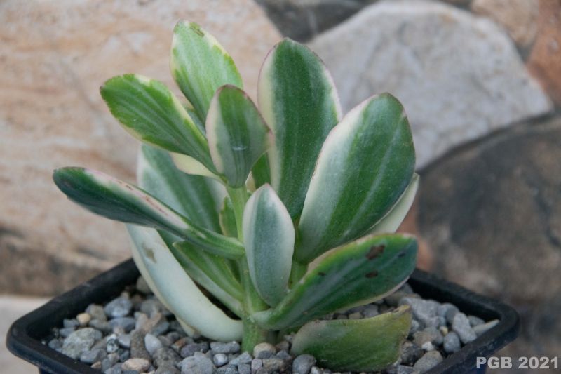 Una foto de Crassula ovata fma. variegada
