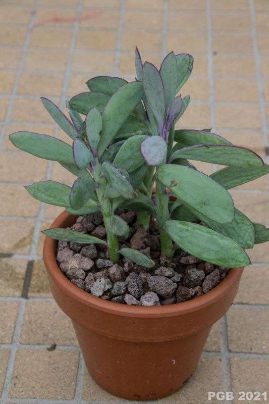 A photo of Senecio crassissimus